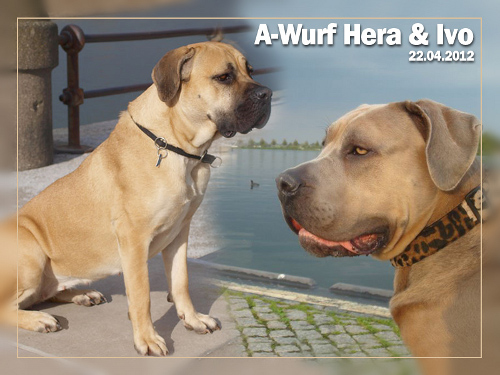 A-Wurf Hera + Ivo